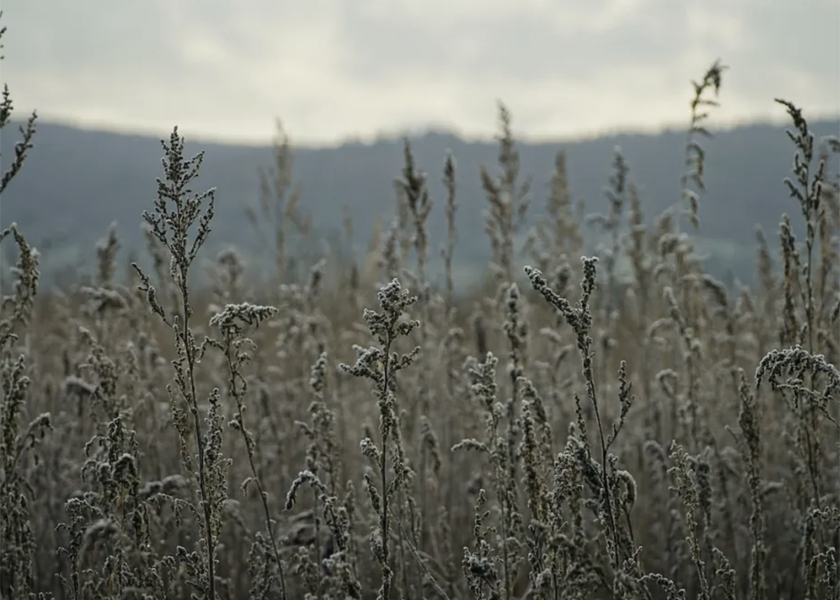 Dreaming with Mugwort